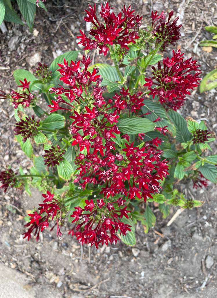 Plant name: Star Cluster Pentas lanceolata 